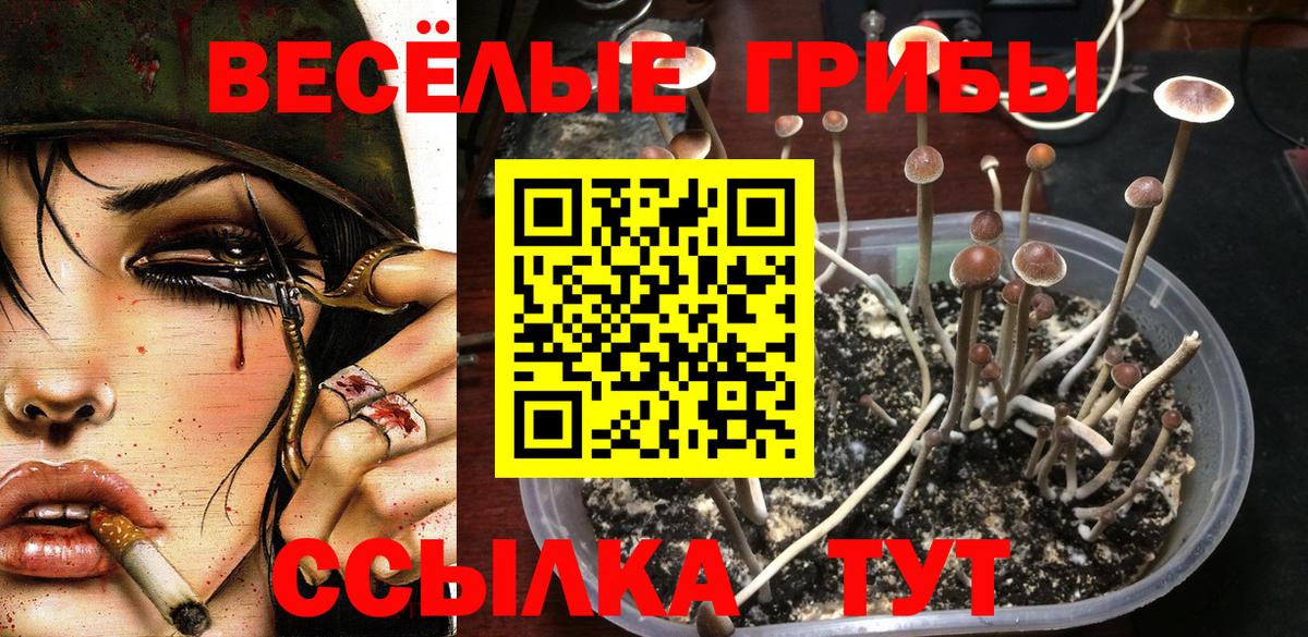 Псилоцибиновые грибы Psilocybe  Псилоцибиновые грибы MAGIC MUSHROOMS  Вологда 